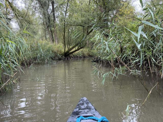 A very small river is shown going in front. There are many very green and varied plants pointing towards it. There are trees in the background. A small portion of the front of the canoe is visible in the river. Branches go over the river.