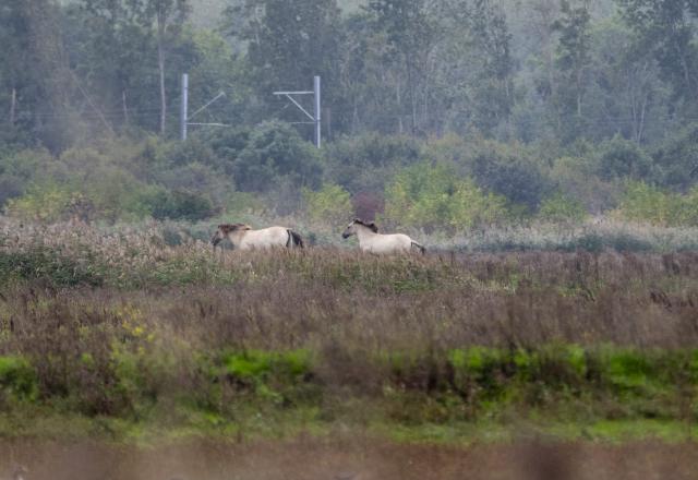 Two wild horses in the undergrowth with an electrified railway line behind them.