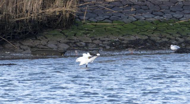 A spoonbill bird